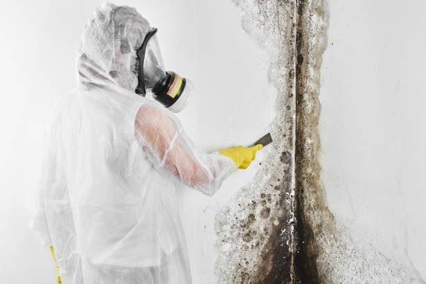 Best Mold Remediation Services  in Stepping Stone, CO