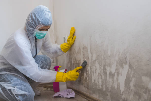 Best Commercial Mold Removal  in Stepping Stone, CO