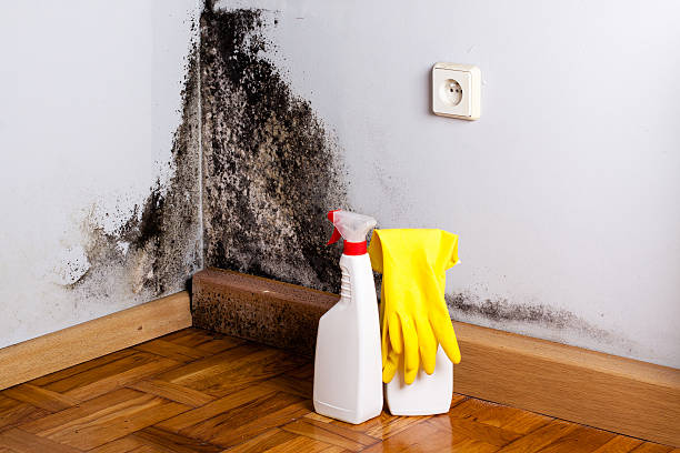 Best Same-Day Mold Removal  in Stepping Stone, CO